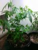 IMG_20160513_212035.jpg