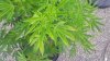20160522_153955_HDR.jpg