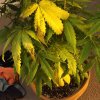 plant 3.jpg plant 3.jpg