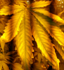 yellowing.PNG yellowing.PNG