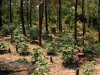 Piney Woods grow..jpg