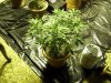 week4 veg ff 03.jpg