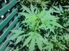 plant1.JPG