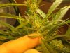 trip vhierd leaf.jpg