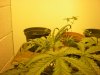 picz 047.jpg