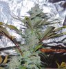 big girl bud.JPG