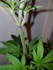 20160526_191446.jpg