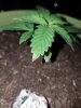 20160527_084641.jpg 20160527_084641.jpg