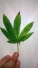WP_20160528_22_26_04_Pro.jpg