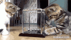 200w_d (7).gif