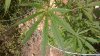 WP_20160531_006.jpg