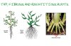 root_types.jpg