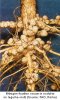 root nodules.jpg