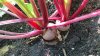 20160604_084618.jpg