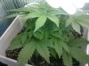 Day 21 AK (7 inches high).jpg