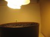 plant 003.jpg