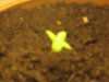 plant 004.jpg
