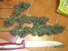 harvest 003.jpg