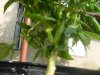DSC03011.jpg