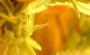 bud shot 3.jpg