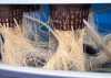 roots_normal.jpg