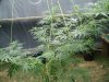 SSH Ziptie 027.jpg