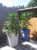 IMG_20160607_155431.jpg