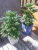 IMG_20160607_155446.jpg