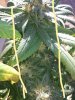 close up of branch .jpg