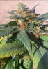 zoom of bud.png