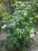 2016-06-09_16-00-48_250.jpg