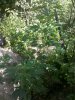 2016-06-09_16-01-08_367.jpg