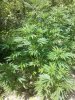 2016-06-09_15-45-35_213.jpg
