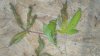 IMG_20160611_185421.jpg