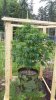 med garden.jpe