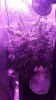 IMG-20160613-WA0003.jpg IMG-20160613-WA0003.jpg