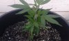 bigplant3.jpg