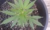 bigplant4.jpg