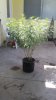 20150803_103502.jpg
