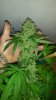 20160614_114313.jpeg