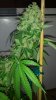 20160614_114212.jpeg