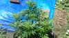 black_cherry_soda3_jun_15_2016.JPG