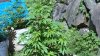 blackberry_kush3_jun_15_2016.JPG