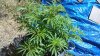 blueberry3_jun_15_2016.JPG