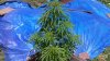 jack_hererl3_jun_15_2016.JPG
