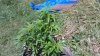 super_lemon_haze1_jun_15_2016.JPG