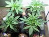 Ganja 14days.JPG