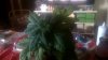 WP_20160616_003.jpg WP_20160616_003.jpg