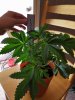 20160617_221443.jpg