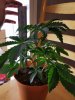 20160617_221322.jpg